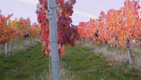 Walking sideways alongside huge colourful vineyard and red grapevines with blue sky in background during autumn in Bordeaux, France