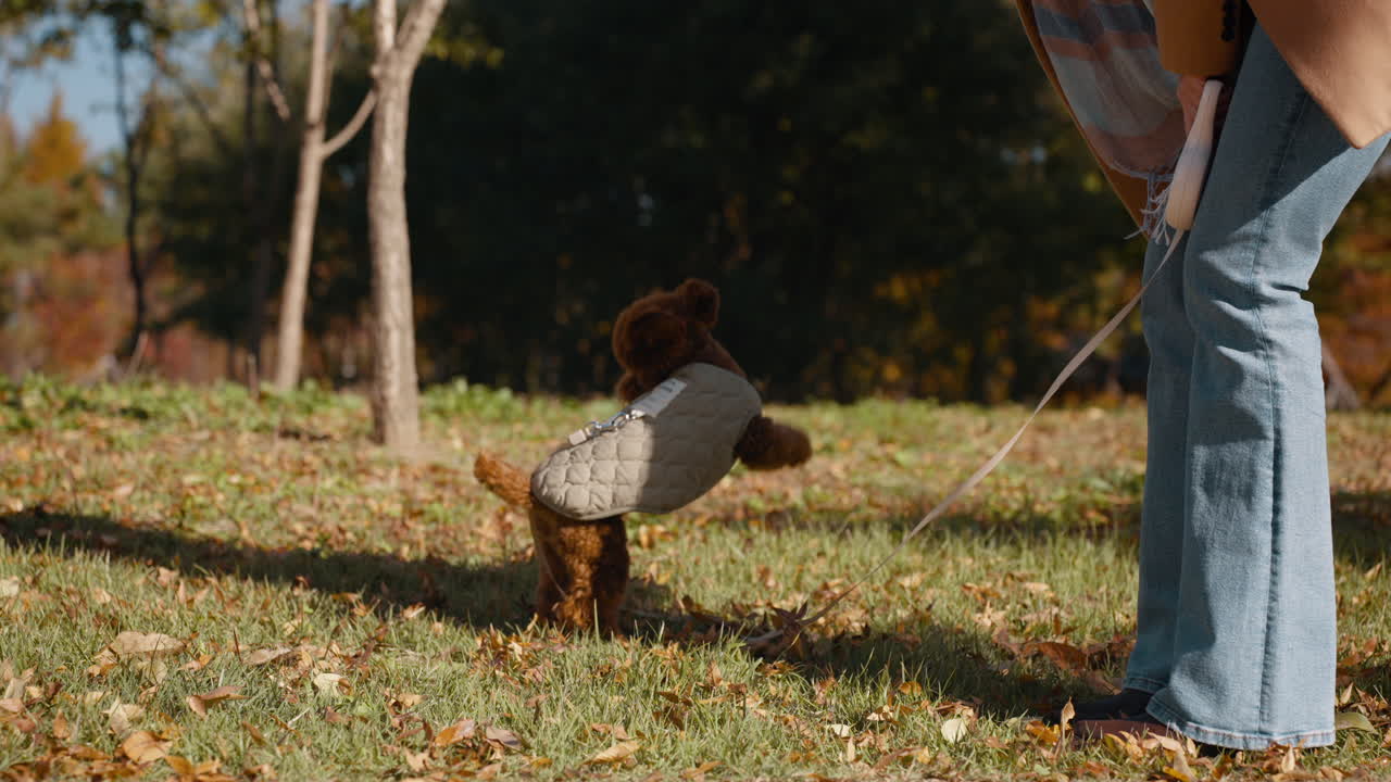 Woman Walking Her Small Brown Poodle in an Autumn Park
