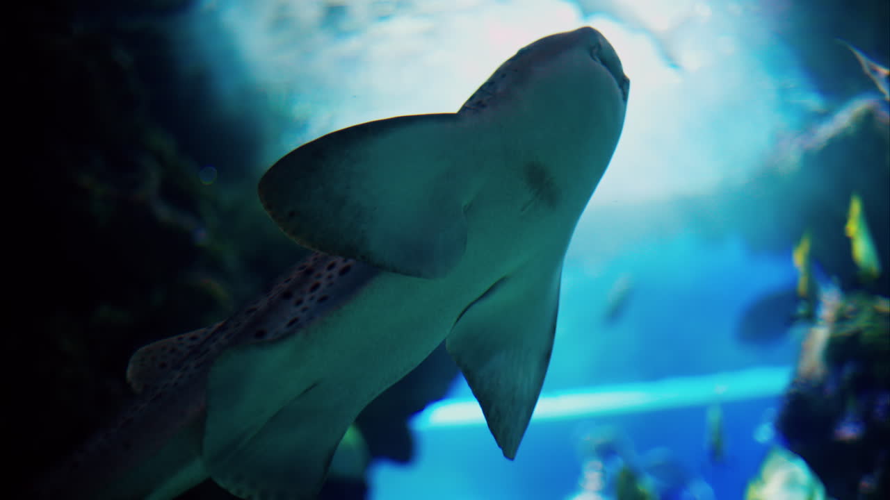 Close up of a Nurse shark swimming in the water