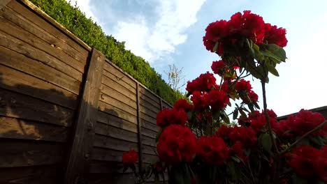 A-Timelapse-showing-clouds-and-colorful-read-bush