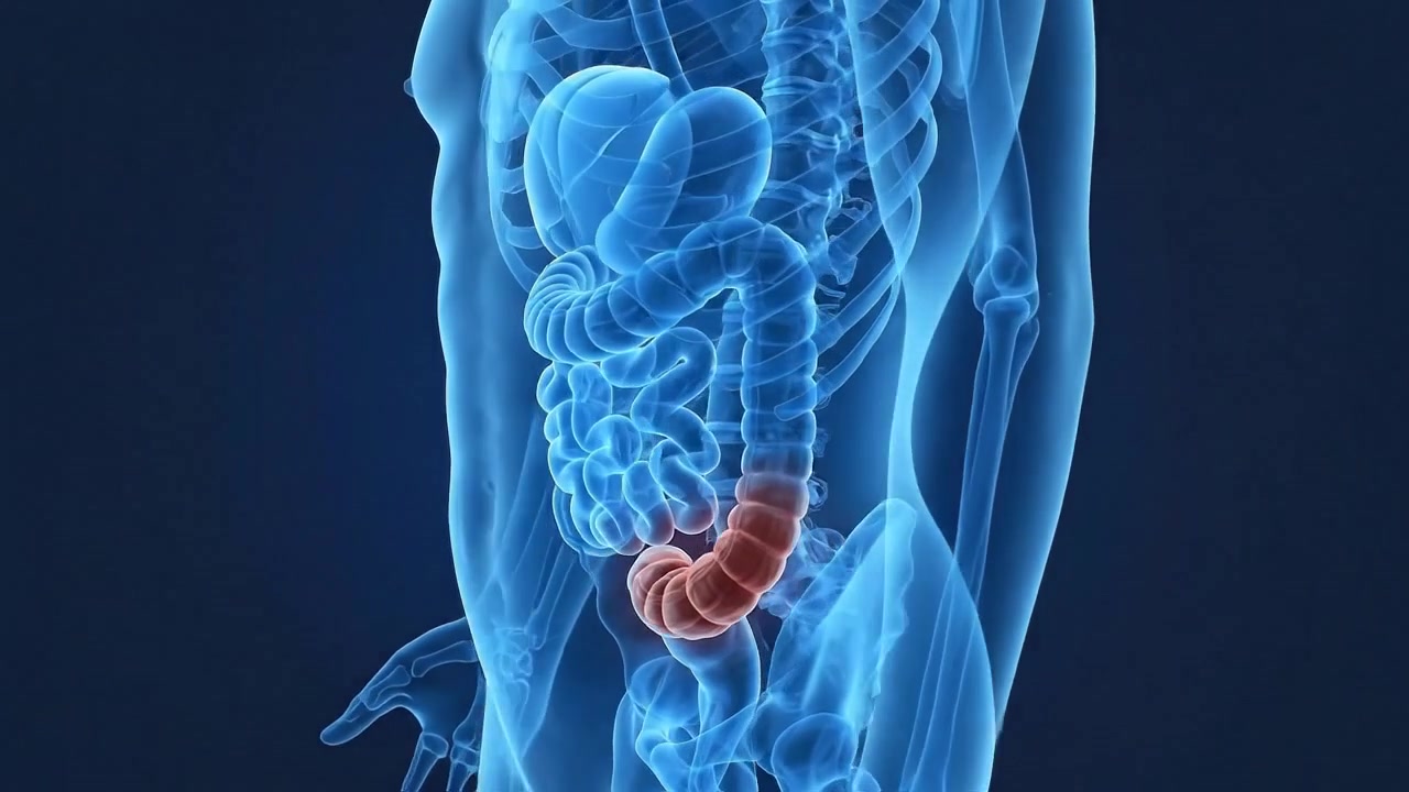 Digital visualization of human digestive system