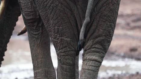 wrinkled skin and tail of an african elephant standing by the waterhole