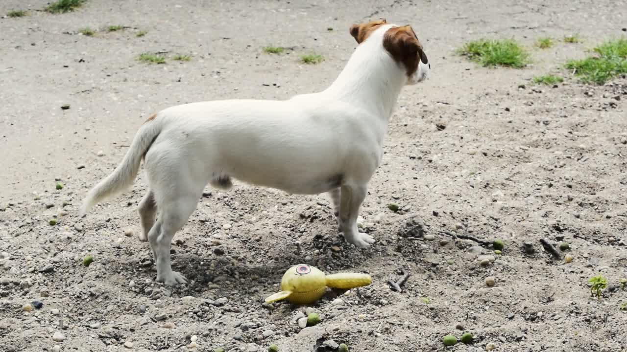perro jack russell terrier macho esperando, ladrando y recibiendo un regalo de su dueño y luego huyendo