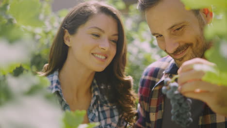 pareja cosechando uvas en el viñedo