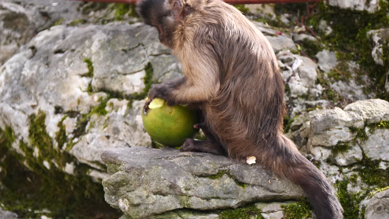 primer plano de mono capuchino pelando fruta de mango al aire libre en colinas rocosas durante el día soleado