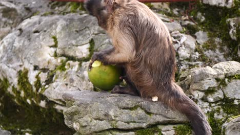 Close-up-shot-of-Capuchin-Monkey-peeling-Mango-Fruit-outdoors-on-rocky-hills-during-sunny-day