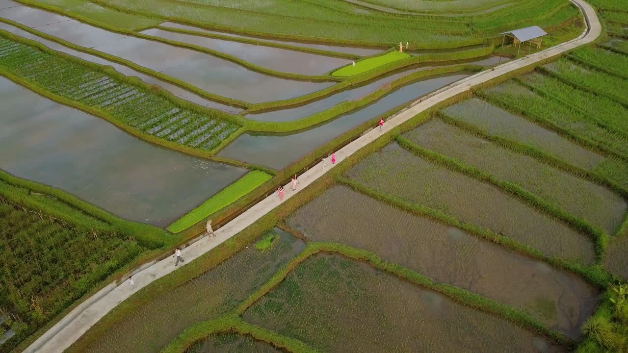 grupo de niños caminando por el camino entre los campos de arroz en crecimiento en asia