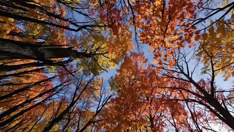vibrant autumn leaves shot from a low angle, capturing the colorful canopy against a clear sky