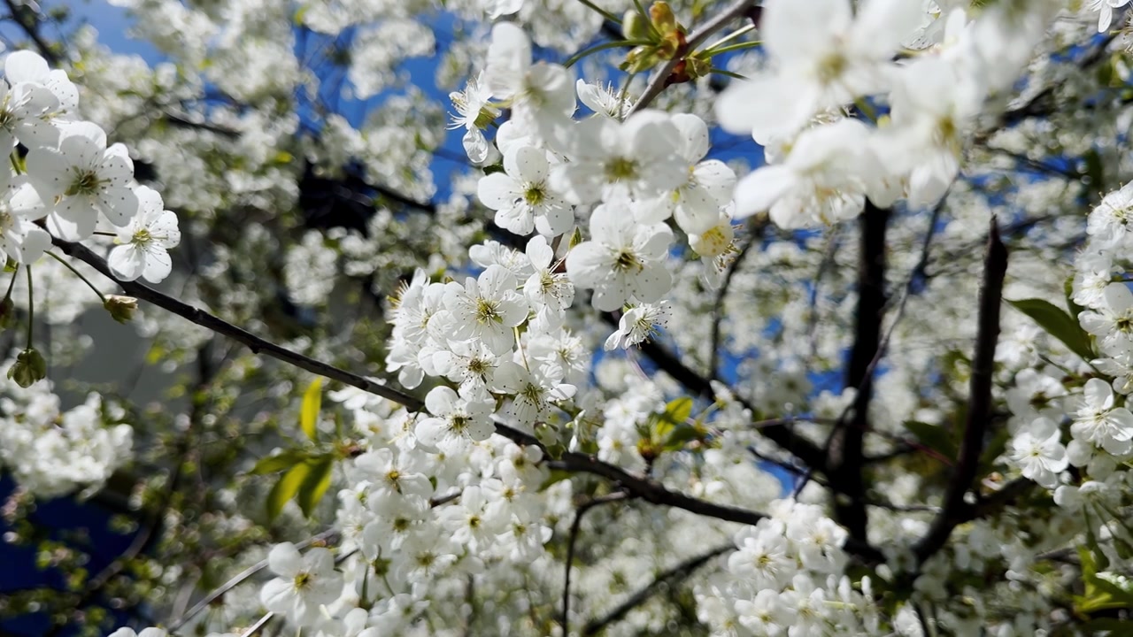 Grappoli di fiori di ciliegio bianchi su rami scuri primaverili contro un cielo blu vivido, con fiori sfocati e foglie fresche in un giardino soleggiato.