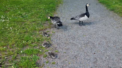 a pair of barnacle geese and their goslings rest on a small walking path. while the parents forage for food, the little ones nap peacefully in the sun, filmed in stockholm, sweden on a sunny day
