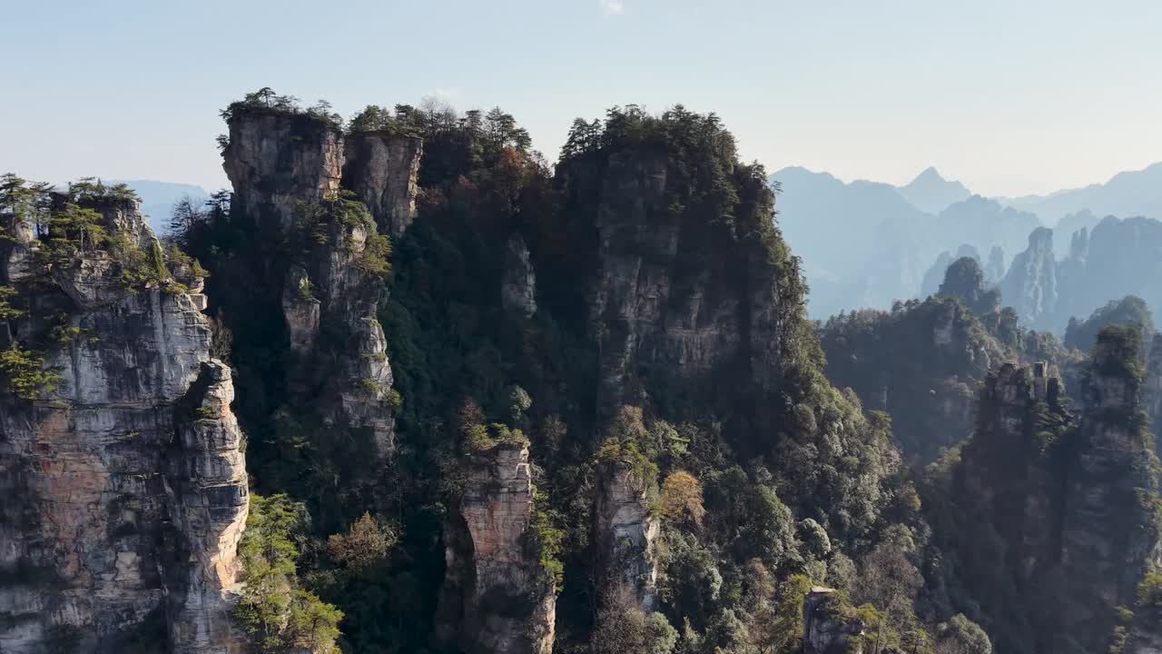 Panorama aereo con drone sulle guglie di roccia verde dalle tonalità autunnali che si ergono dalla foresta nebbiosa, Monte Tianzi, Zhangjiajie, Hunan, Cina