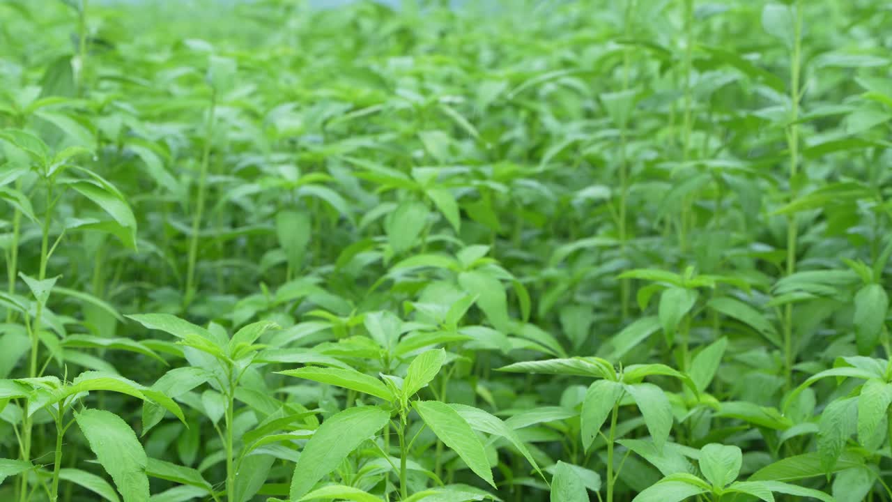 Jute has been cultivated in vast fields.