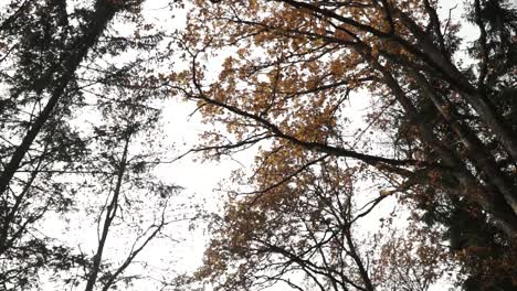 Im-Wald-Ist-Die-Kamera-Nach-Oben-Gerichtet,-Man-Sieht,-Wie-Die-Oberen-Äste-Zurückgehen