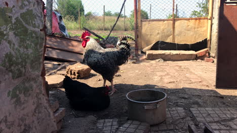 rooster waving wings