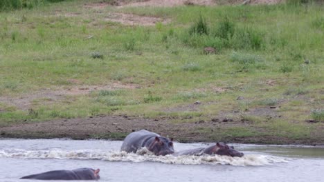 Large-African-hippo-chases-smaller-hippo-into-the-water,-Kruger-NP