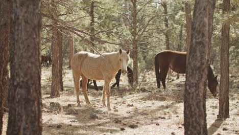 wild horses grazing in the grand canyon national park in arizona with stable wide shot