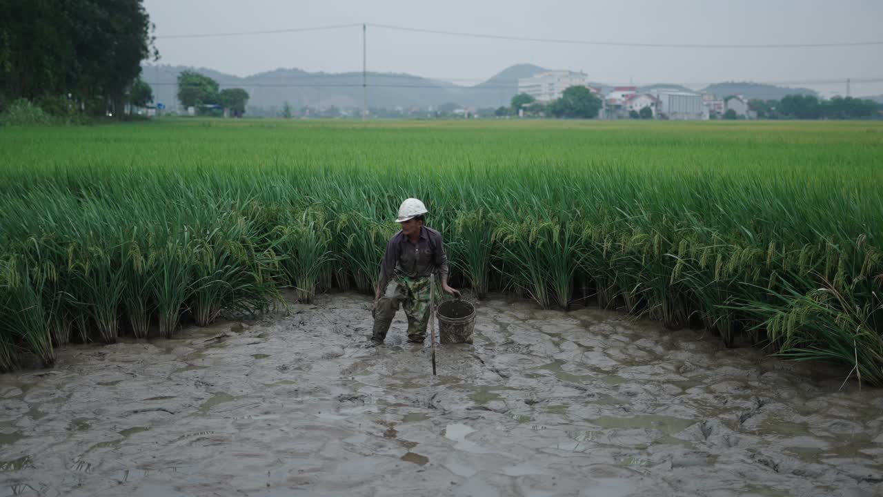 Farmer working in a rice paddy