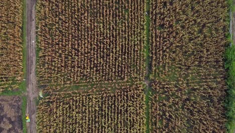 matured corn field in ayutthaya, thailand - aerial shot