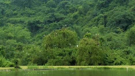 Acercándose-A-Un-Enorme-Nido-De-Cigüeñas-Y-Garzas-En-Ninh-Binh,-El-Parque-De-Aves-De-Vietnam