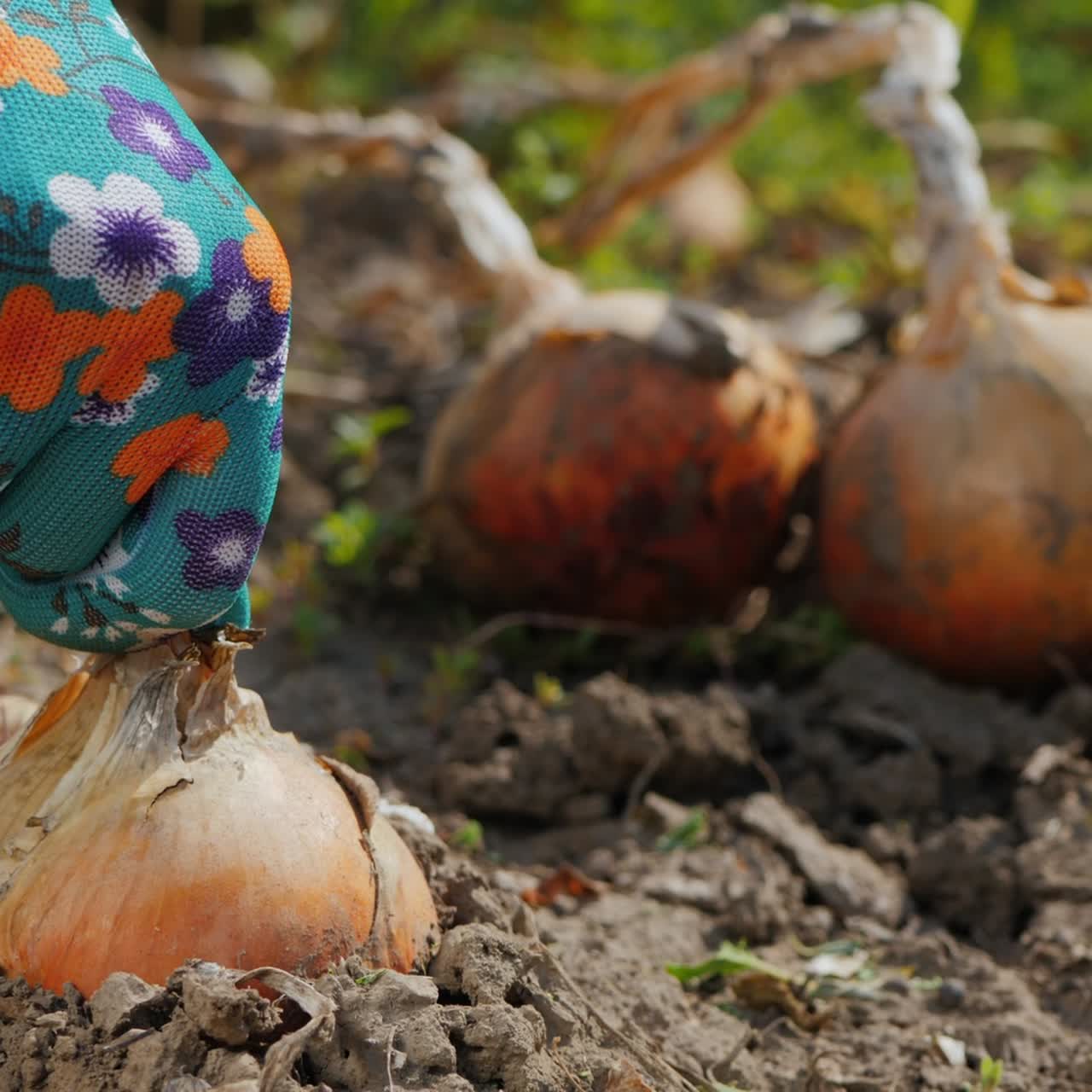 Farmer's glove hand rips off bulb