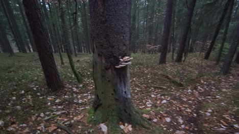 video en primera persona de pov de una caminata por el bosque en otoño cuesta abajo con hojas, árboles, arbustos, troncos, troncos, pasando por encima de obstáculos
