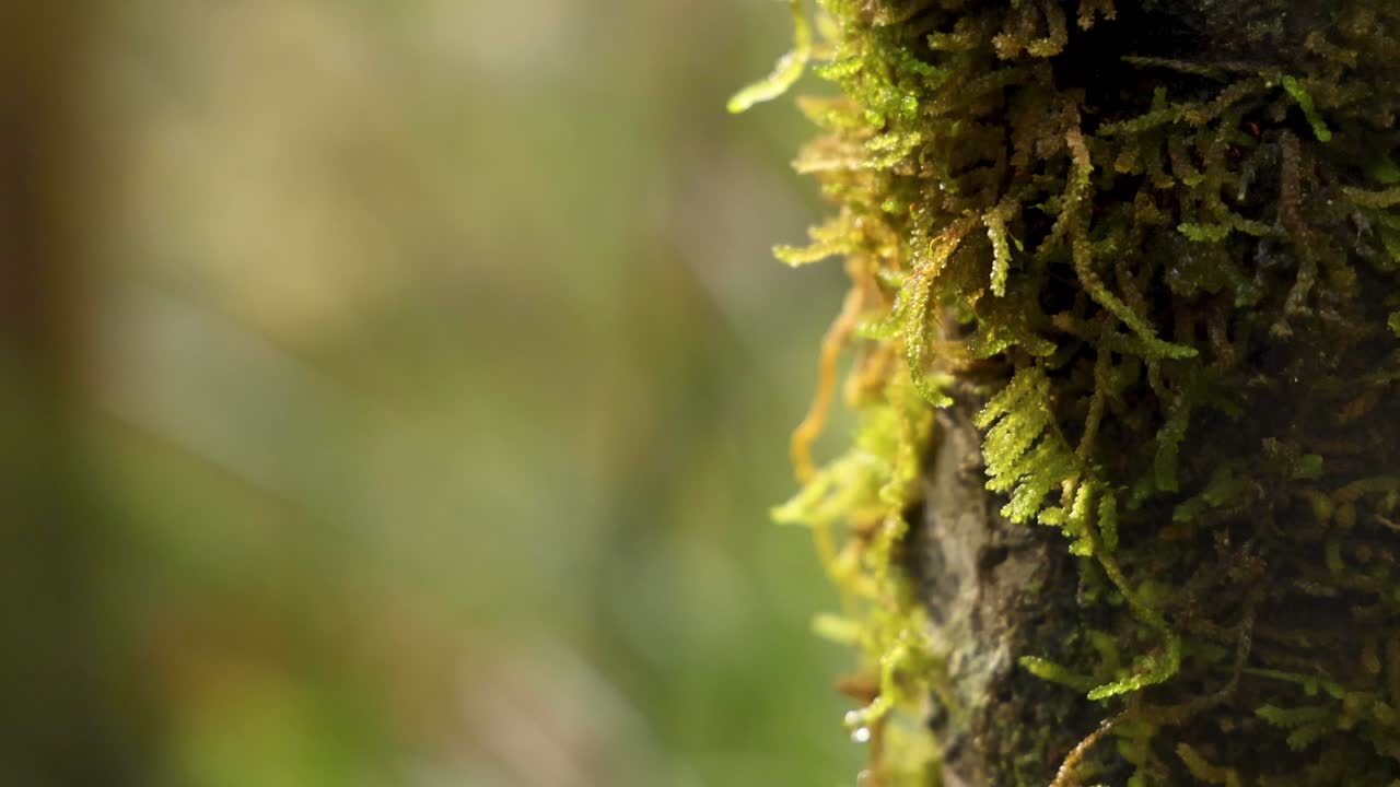 Primo piano di muschio su un albero nella foresta pluviale