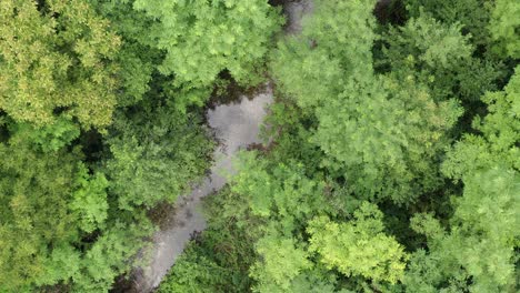 Beautiful-green-trees-at-the-riverbank-of-a-forest-in-Serbia---Aerial