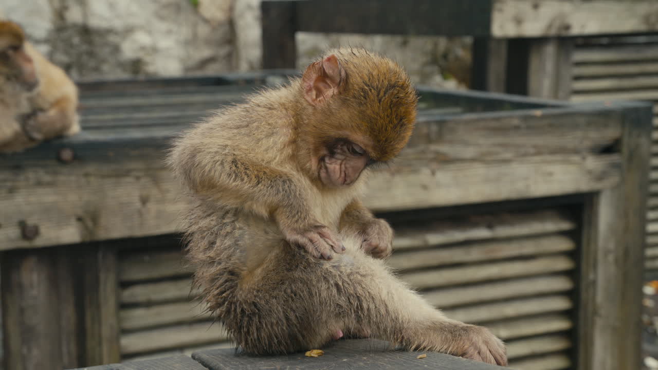 Young Barbary macaque monkey sitting on a wooden platform on the Rock of Gibraltar with soft background and natural outdoor light