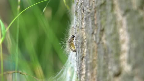k eikenprocessierups op boom, thaumetopoeinae, overlast, 둥지, eik, 애벌레, 근접 촬영, alleen