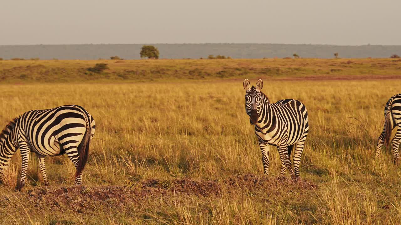 Movimento lento della fauna selvatica africana, mandria di zebre che pascola nella savana, animali in safari africano nel Masai Mara in Kenya al Maasai Mara, bellissima luce solare del tramonto nell'ora d'oro, ripresa Steadicam