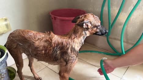 obediencia joven pastor belga teniendo una buena ducha por su dueño, rociando agua por todo su cuerpo para lavar y enjuagar todas las burbujas de jabón, pequeño cachorro sacude el agua por todos lados