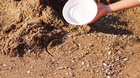 person removes foam plates from sandy beach