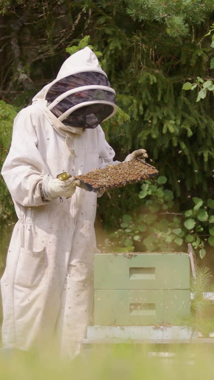 Apiarist in bee suit takes out frame from beehive to inspect, vertical