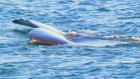 tail of a right whale enters the water in slow motion smoothly allowing the water to flow up