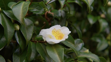 a vibrant camellia in full bloom with soft petals and rich details. captured in 4k slow motion, this shot showcases the elegance of nature and botanical beauty.