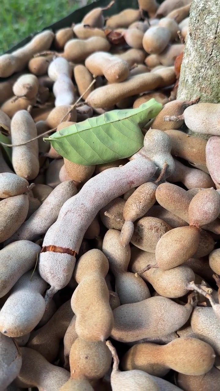Baccelli di Tamarindo Freschi Raccolti Sotto un Albero