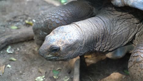 Cerca-De-La-Tortuga-Gigante-En-La-Reserva-En-La-Isla-De-Zanzíbar---Tanzania