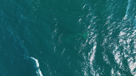 vista aérea cenital de una ballena que se sumerge bajo la superficie en agua de mar transparente