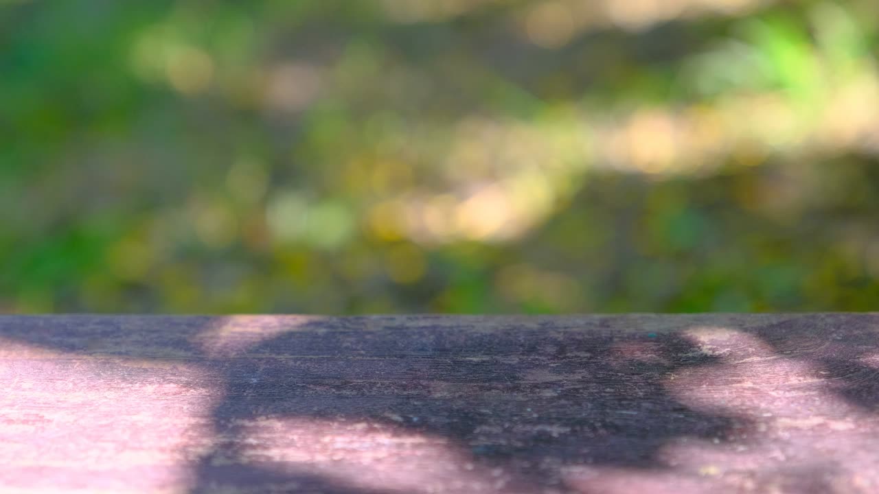 정원에서 보케 빛