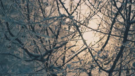 Baum-Mit-Zweigen-Und-Beeren-Mit-Weißem-Schnee-Im-Winterwald