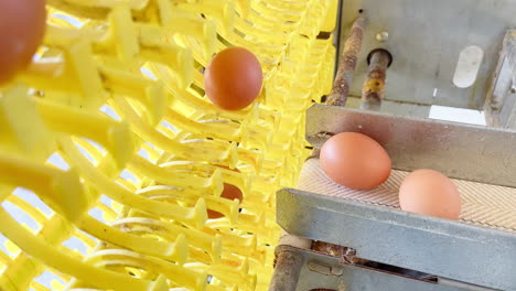 sorting fresh and delicious eggs straight from the farm to your table in panama, stock up on quality chicken farm eggs with our convenient egg belt