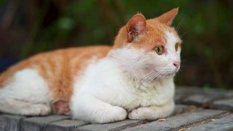 orange cat resting on the windowsill