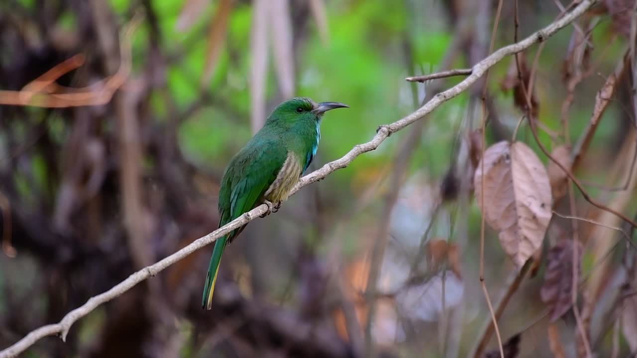 el abejaruco de barba azul se encuentra en la península de malaya, incluida tailandia, en claros de bosques particulares