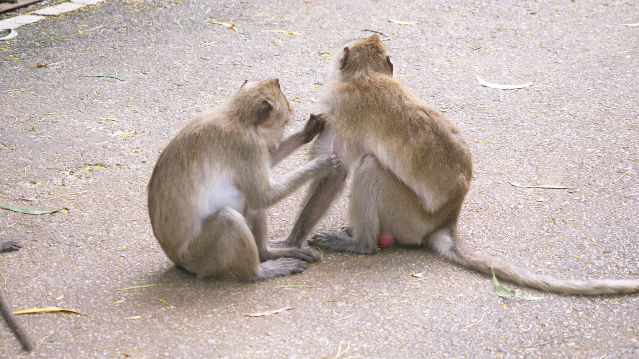 Wild monkeys are on the ground and they are resting