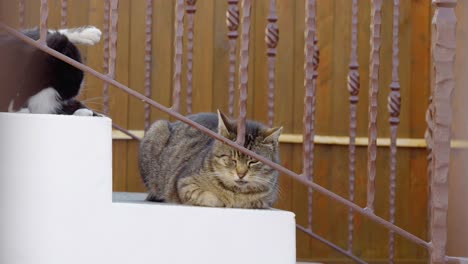 Auf-Der-Treppe-Sitzt-Eine-Graue,-Faule-Katze