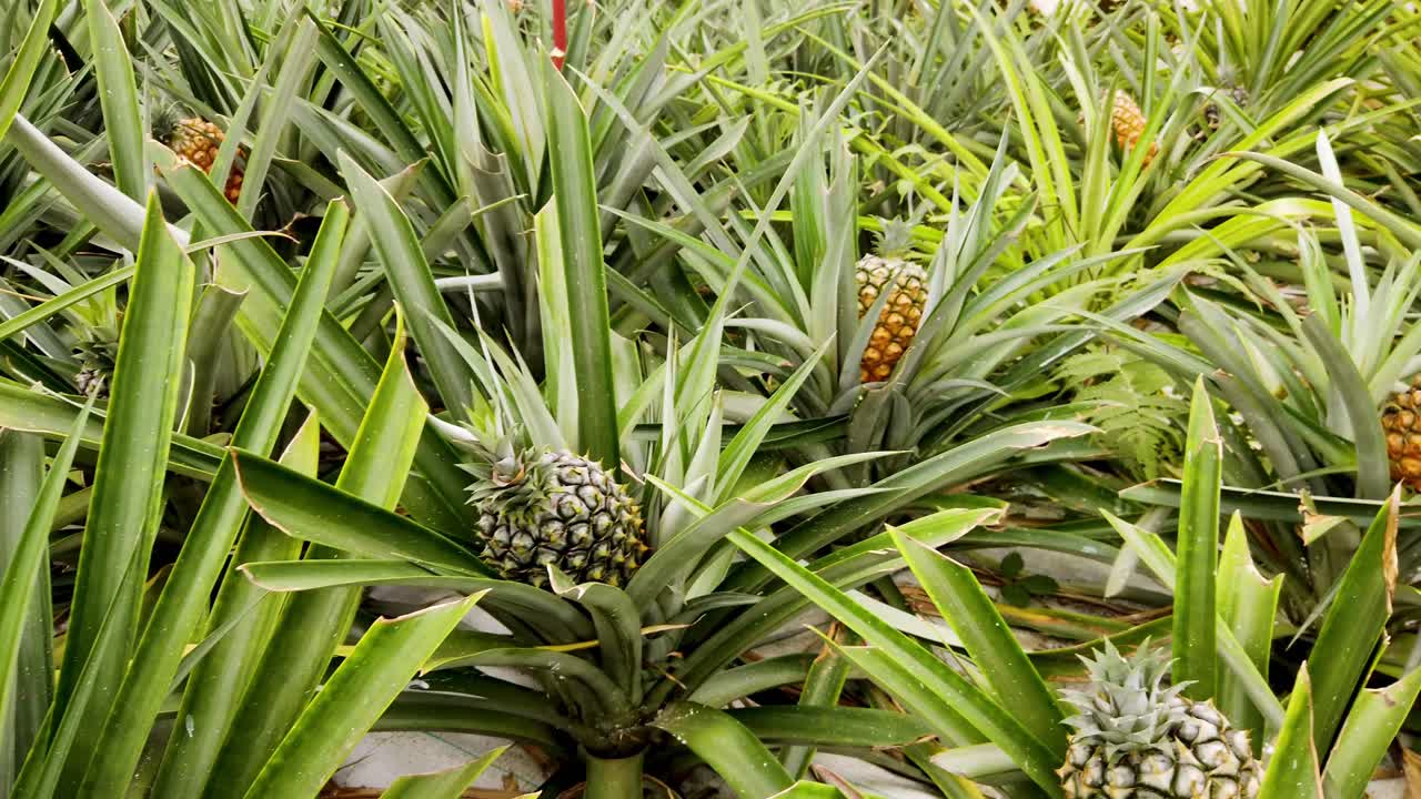cultivo de frutas de piña frescas y jugosas en una plantación de invernadero