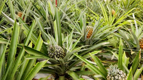 Cultivo-De-Frutas-De-Piña-Frescas-Y-Jugosas-En-Una-Plantación-De-Invernadero