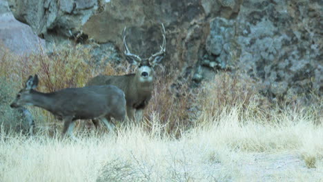 ciervo salvaje mirando a los pastizales salvajes en el valle agradable en obispo, california