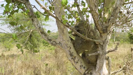 babuino duerme después de ser liberado de nuevo en la naturaleza por un grupo de conservación de animales en uganda