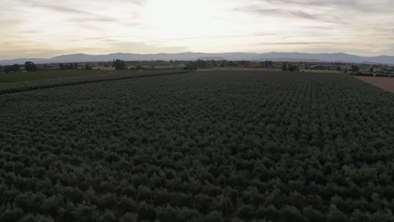 Vast Agricultural Field with Distant Mountains and Sky